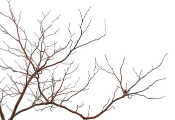 Obraz premium Intricate, bare branches isolated against pure white , close-up, wood