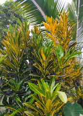 Codium variegated at green garden © Solarisys