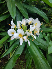 Obraz premium Close up of Yellow Ginger Lily, Butterfly Ginger, scientific name Hedychium flavescens
