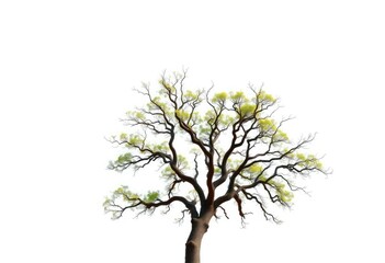 Obraz premium Lone oak tree, branches reaching skyward, stark white backdrop, nature, winter