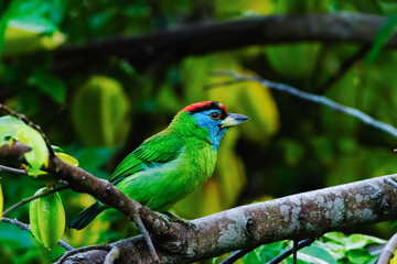 Blue throated barbet.