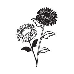 Aster Flower – A Symbol of Elegance and Beauty