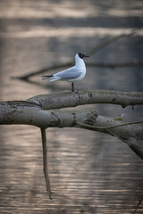 A black-backed gull stands on a branch by the lake.
