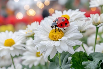 Naklejka premium A ladybug on a white daisy, its red shell and black spots standing out against the crisp white petals