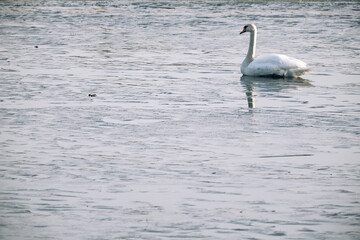 swan on the river covered with thin ice