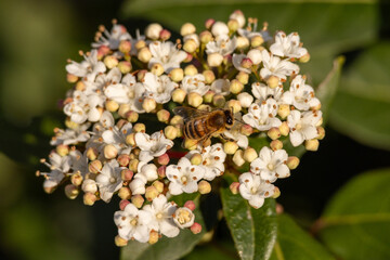 Ape, Apis mellifera scutellata, su fiore primaverile.