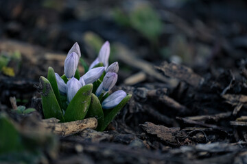 The first spring flowers. Spring perennial primroses. White-blue flowers Puschkinia