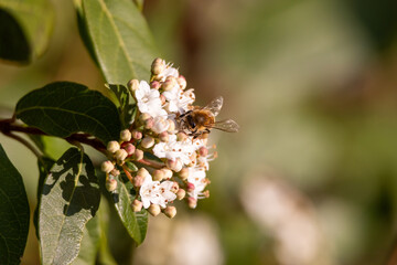 Ape, Apis mellifera scutellata, su fiore primaverile.