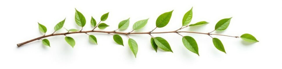 Naklejka premium Single isolated branch on white background with a wooden texture, woodenbackground, treebranchclear, naturalwood