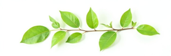Fototapeta premium Single isolated branch with leaves on white background, plant, leafy, simplicity