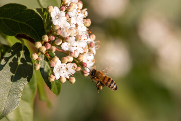 Ape, Apis mellifera scutellata, su fiore primaverile.