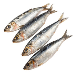 fresh sardines isolated on white background