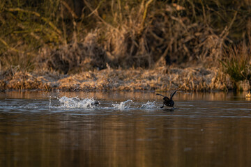 Black Coot - a fight on the surface.
