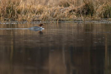 The great guinea fowl bird swims.
