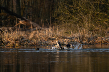 Black Coot - a fight on the surface.
