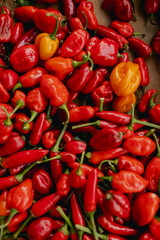 Mexican hot chili peppers colorful mix habanero poblano serrano jalapeno. Vegetarian food. Close-up