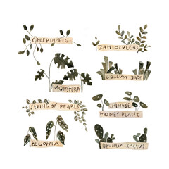 Set of home plants with text plates. Isolated on white, watercolor and pencil illustration. 