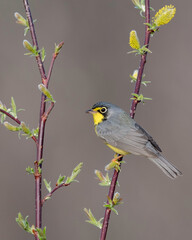 Canada Warbler (Cardellina canadensis), a small boreal songbird of the New World warbler family. It summers in Canada and northeastern United States and winters in northern South America