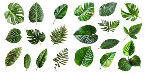 Tropical Leaves Collection on a Transparent Background