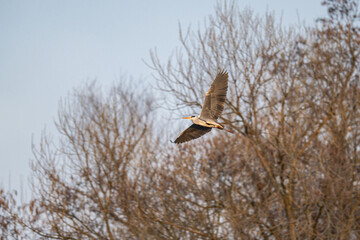 A grey heron flies in the air.
