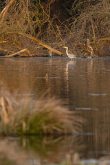 Grey heron in the lake.
