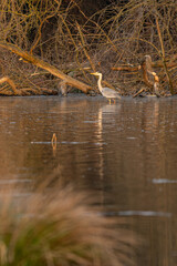Grey heron in the lake.
