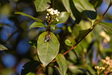 Fototapeta premium Eristalo tenace, Eristalis tenax, mosca fuco su viburno tino.
