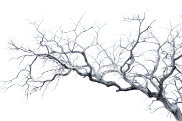 Frost-covered branches of dormant trees with a blanket of snow on the ground, isolated on white background