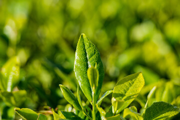 green leaves background Green Tea Leaves Farm Plants Vegetations field meadows James Finlay Kericho County Great Rift Valley Kenya East Africa Landscapes