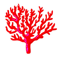 산호초 coral reef 