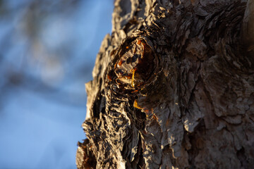 Ramo di conifera con resina ambrata gocciolante.
