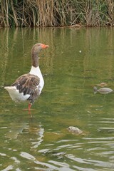 geese swimming on the lake