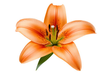 Fototapeta premium Vibrant orange lily flower in full bloom, cut out