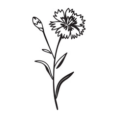 Bachelor’s Button Flower – A Symbol of Devotion and Hope