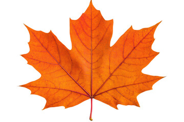 Fototapeta premium Bright orange maple leaf showcasing fall colors, cut out