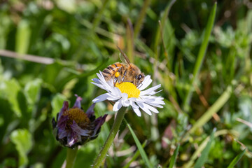 Ape, Apis mellifera scutellata, su fiore primaverile.