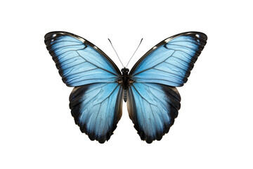 Obraz premium Vibrant blue butterfly with striking wings, cut out