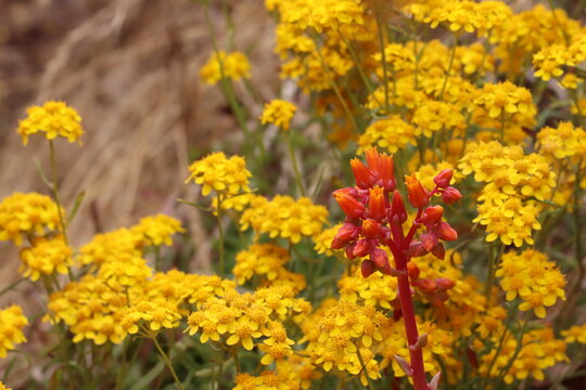 Lanceleaf Liveforever, Dudleya Lanceolata, a meritorious native synoecious perennial herb displaying axillary cyme inflorescences during Spring in the Santa Monica Mountains