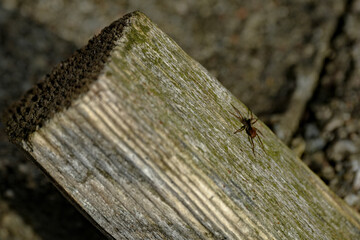 small spider on old wooden board in sunlight