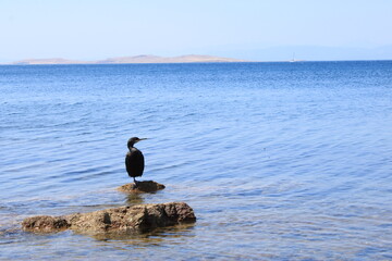 Sun Bath Of The Cormorant On The Rocks