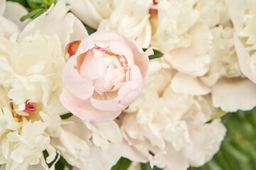 Delicate pink peony blossoms among lush white peonies in a serene garden setting.