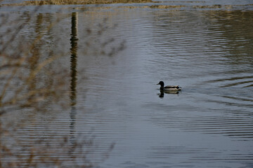 Duck swimming in pond. Trees reflection in water