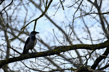 Hooded crow, Corvus corone cornix, sitting on a branch