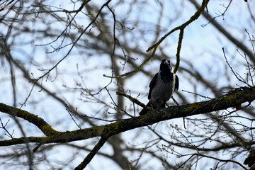 Hooded crow, Corvus corone cornix, sitting on a branch