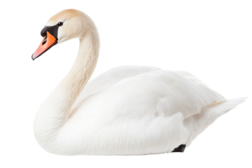 Swan elegantly poses with curved neck, cut out