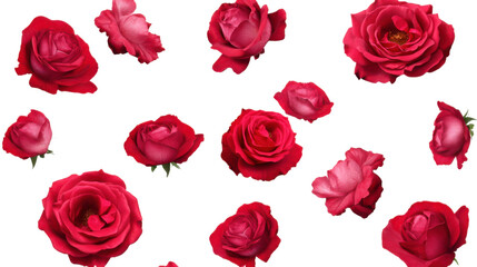 seamless pattern with red roses isolated on white background