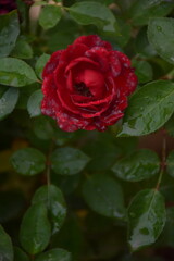 red rose with water drops
