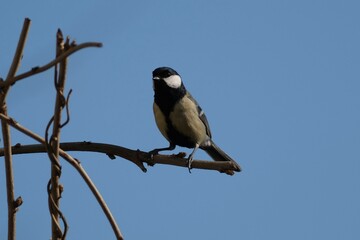 Great tit sitting on a branch, blue sky in the background