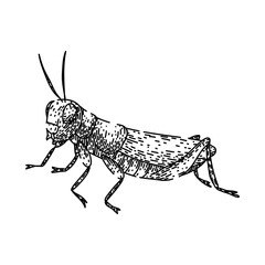 herbivore grasshopper sketch hand drawn vector