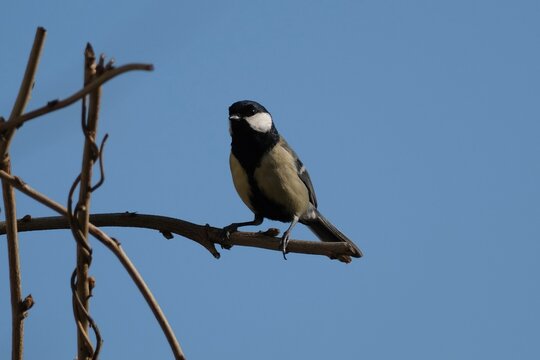 Great tit sitting on a branch, blue sky in the background